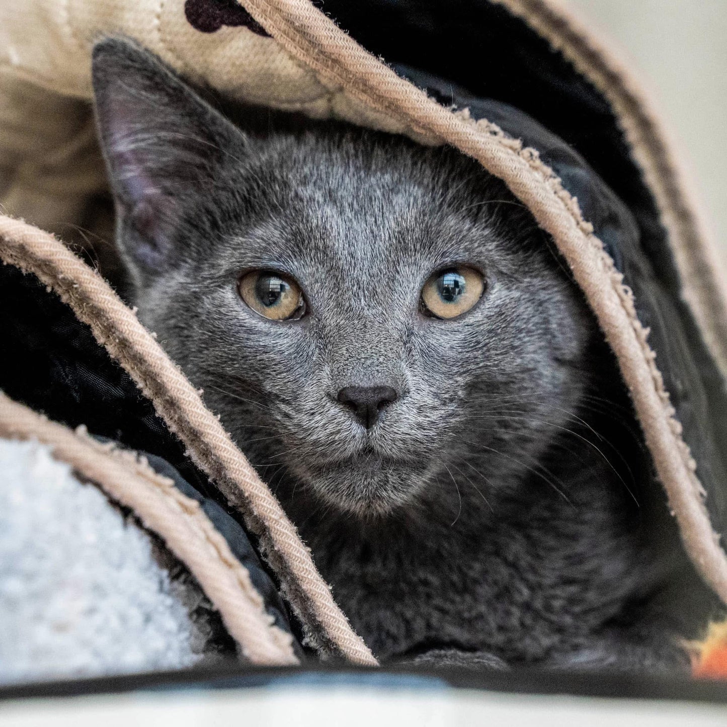 Support Stray Cats